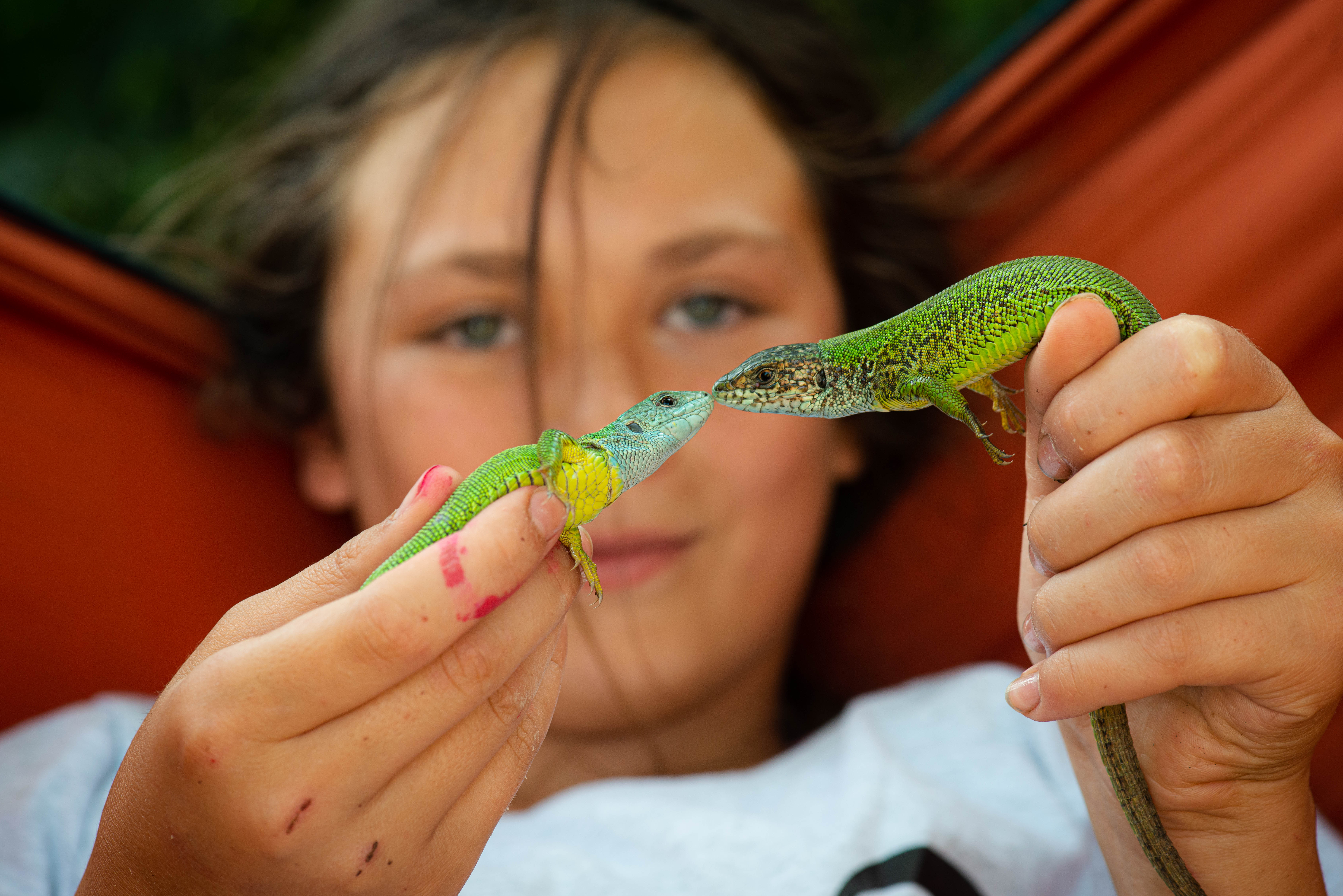 Close-up of a lizard